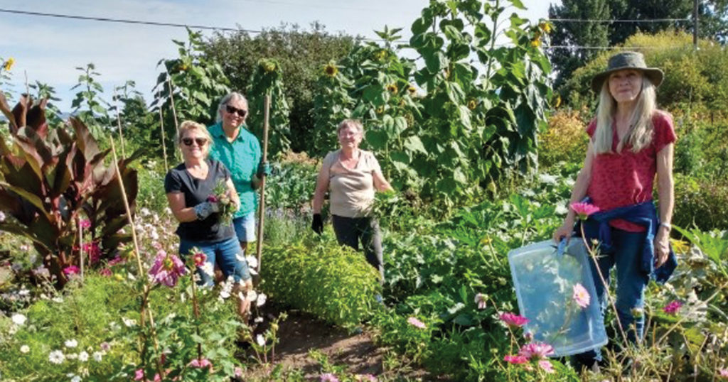 Anglicans work together in a community garden growing fresh produce for ‘The Cupboard’ foodbank.